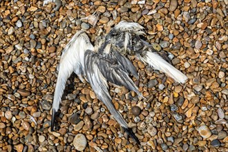 Decaying body of sea bird washed up on shingle beach