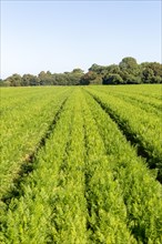 Field of carrots growing in field Shottisham