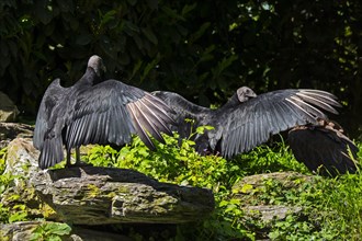 Two American black vultures
