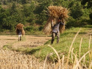 Two men carrying rice bundles in the rice field