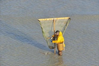 Shrimper fishing for shrimps with shrimping net along the beach at Le Treport