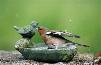 Male Common chaffinch
