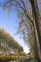 Leaning poplar trees along the Schipdonk Canal