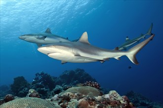 Two grey reef sharks