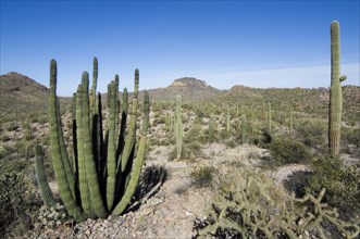 Saguaro cacti and Organ pipe cactus