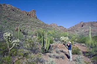 Birdwatcher among different species of cacti looking at birds in the Ajo Mountain Range