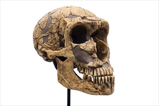 Skull replica of