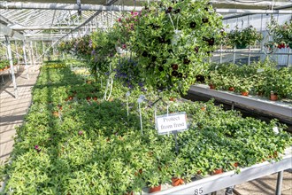 Potted fuchsia plants on display inside glasshouse of plant nursery