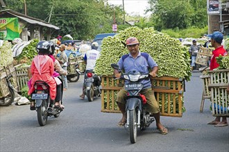 Javanese vendor riding motorbike heavily laden with vegetables to food market in the village Tumpang
