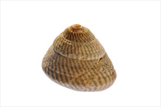 Grey top shell