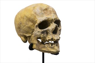 Skull replica of Cro-Magnon