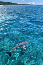 In the foreground blacktip reef shark