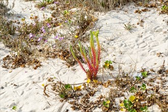 Sea spurge plant 'Euphorbia paralias' sand dune ecosystem