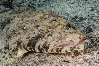 Close-up of head and mouth of crocodile fish