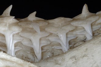 Shark lower jaw showing multiple layers of teeth