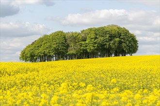 Early summer chalk upland landscape with field of yellow oil seed rape and copse of tree