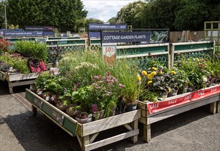 Cottage garden plants on display and sale at Dobbies garden centre