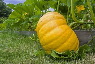 Cultivated pumpkin
