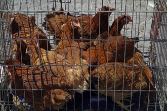 Chickens in birdcage for sale at domestic animal market