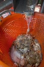 Bycatch like small fish and crabs sorted in plastic basket on shrimp boat fishing for shrimps on the North Sea