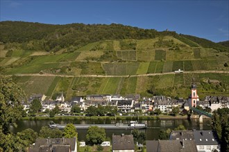 Freight ship on the Moselle with vineyards and the church of St. Peter