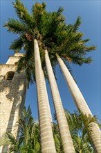 Tall palm trees next to church of Iglesia de Jesus