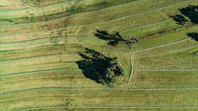 Aerial view of a mown meadow with grass lying to dry in Schlauen