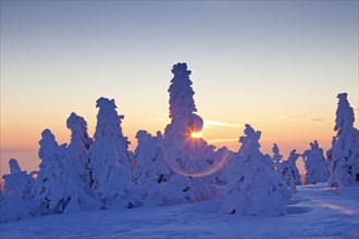 Frozen snow covered spruce trees in winter at Brocken