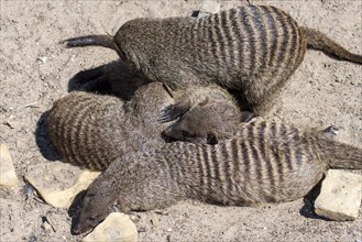 Snuggling banded mongooses