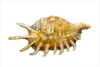 Millipede spider conch