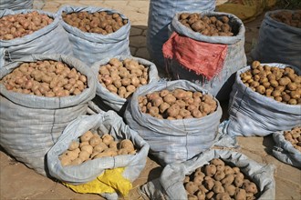 Potatoes for sale in large bags on market in Challapata