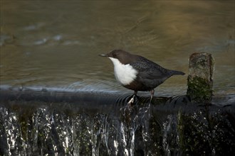 Wintering White-throated dipper