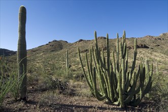 Saguaro cacti and Organ pipe cactus