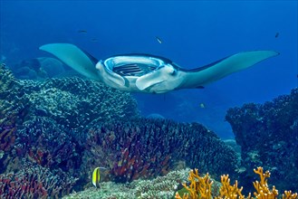 Symbiotic behaviour Symbiosis of reef manta ray