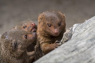 Three common dwarf mongooses