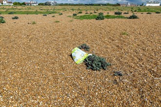 Plastic bag tangled on sea kale plant on shingle beach