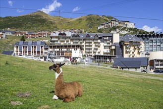 Llama in the village La Mongie