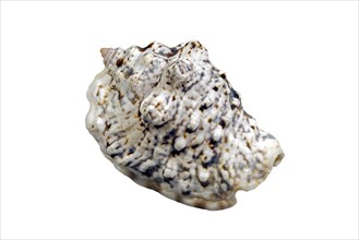 Silver conch