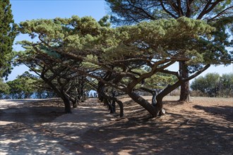 Umbrella-shaped pine trees