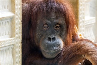 Close-up portrait of Sumatran orangutan