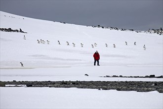 Tourist and Gentoo Penguins