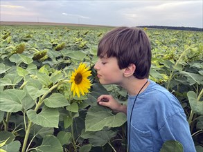 Boy smelling sunflower