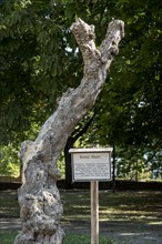 Biotope tree