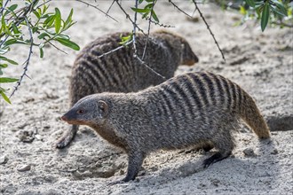 Two foraging banded mongooses