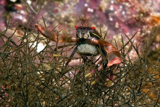 Symbiotic behaviour of crab Black coral crab