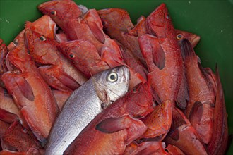 Fresh catch of red garoupa fish