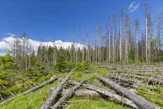 Dead spruce trees