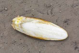 Cuttlebone washed ashore on sandy beach