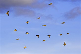 Flock of foraging European greenfinches