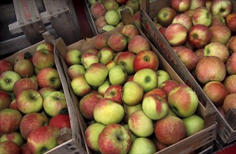 Cultivated Jonagold apples in wooden boxes at fruit market